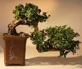 Cascade style fukien tea in bonsai pot