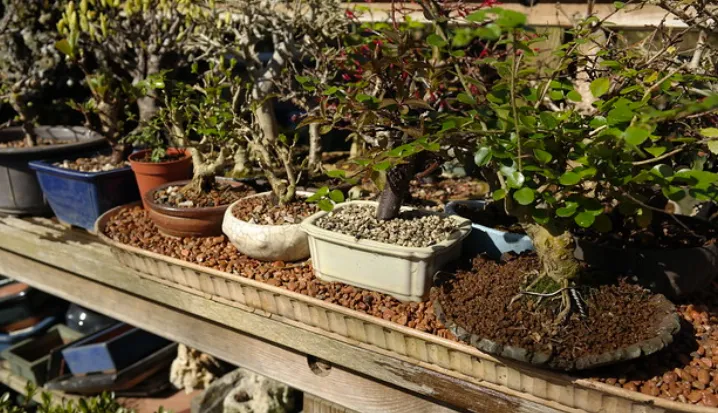 Bonsai tree with mist with pot on top of humidity tray with rocks and water