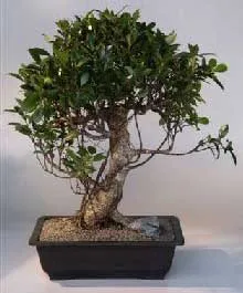 Ficus retusa bonsai in rectangle pot
