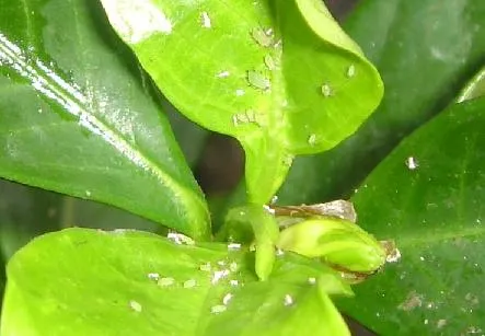 aphids on my gardenia