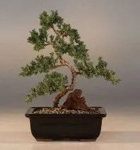 S-style juniper bonsai in pot with rock
