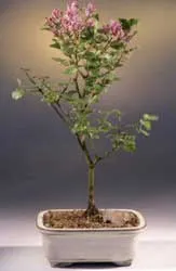 Korean lilac bonsai tree in glazed pot