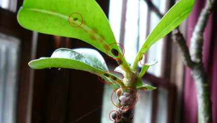 Scale inspects on plant leaf and stem