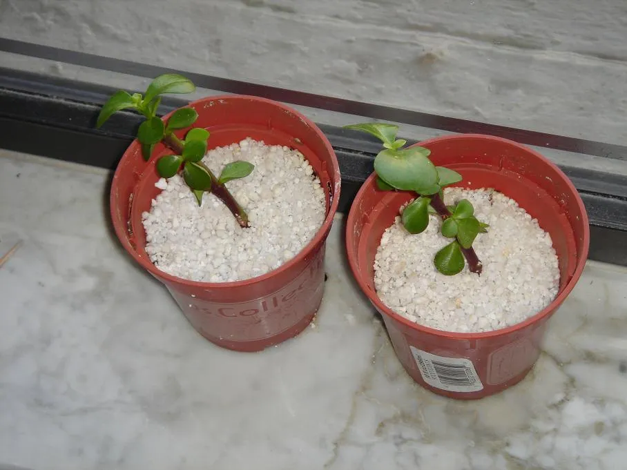 mini-jade branch cutting in perlite