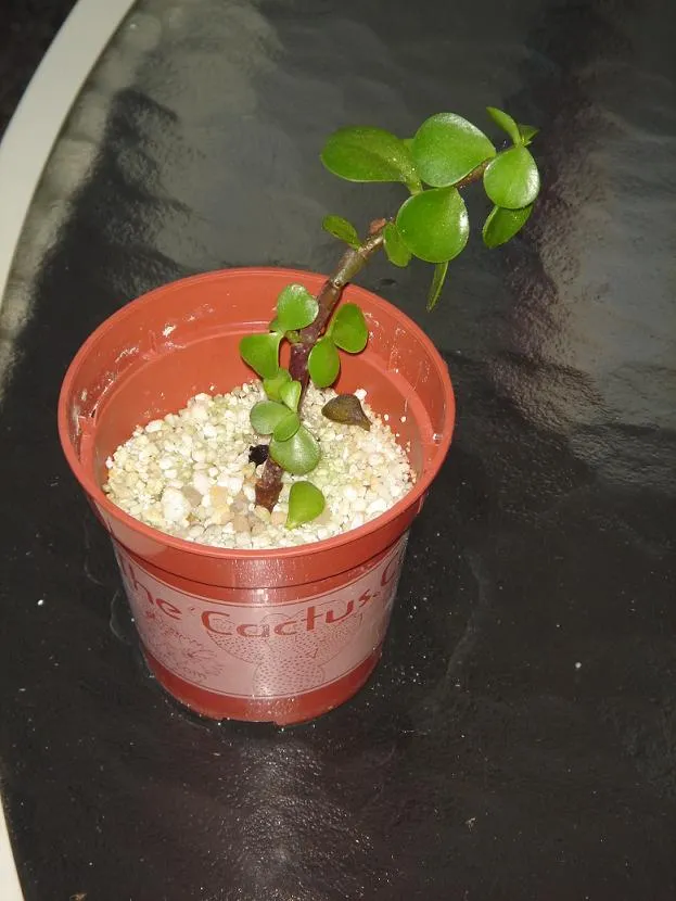 2 month progress mini-jade branch in plastic pot with perlite