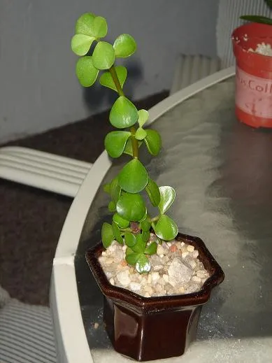 2 month progress mini-jade branch cutting in mame pot